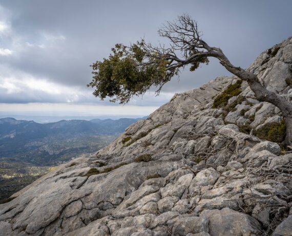 Curso Estrategias para Desarrollar la Resiliencia